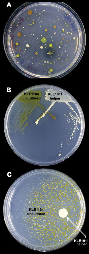 A HELPING HAND: To identify and cultivate bacteria whose growth depends on a soluble growth factor, Lewis plated bacteria from sand grains on agar (A) and isolated and streaked candidate pairs (B). The growth of KLE1104 (green) depends on KLE1011 (white), as its colonies get smaller the farther away they are from the helper cells (C). Used media from a helper strain culture is sufficient to support KLE1104 growth, indicating a growth factor is all that’s missing.