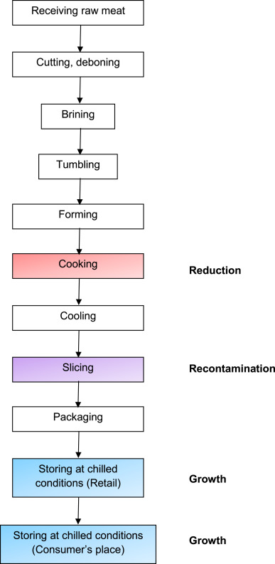 Fig. 5.  Process Flow chart of cooked ham (boneless, formed ham). Red = reduction, purple = recontamination, blue = growth. (For interpretation of the references to colour in this figure legend, the reader is referred to the web version of this article.)